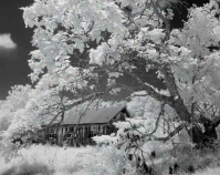 Tree Limb and Barn Geoffrey Carr Black & white infrared photograph 30\" x 40\" http://carr-photo.com